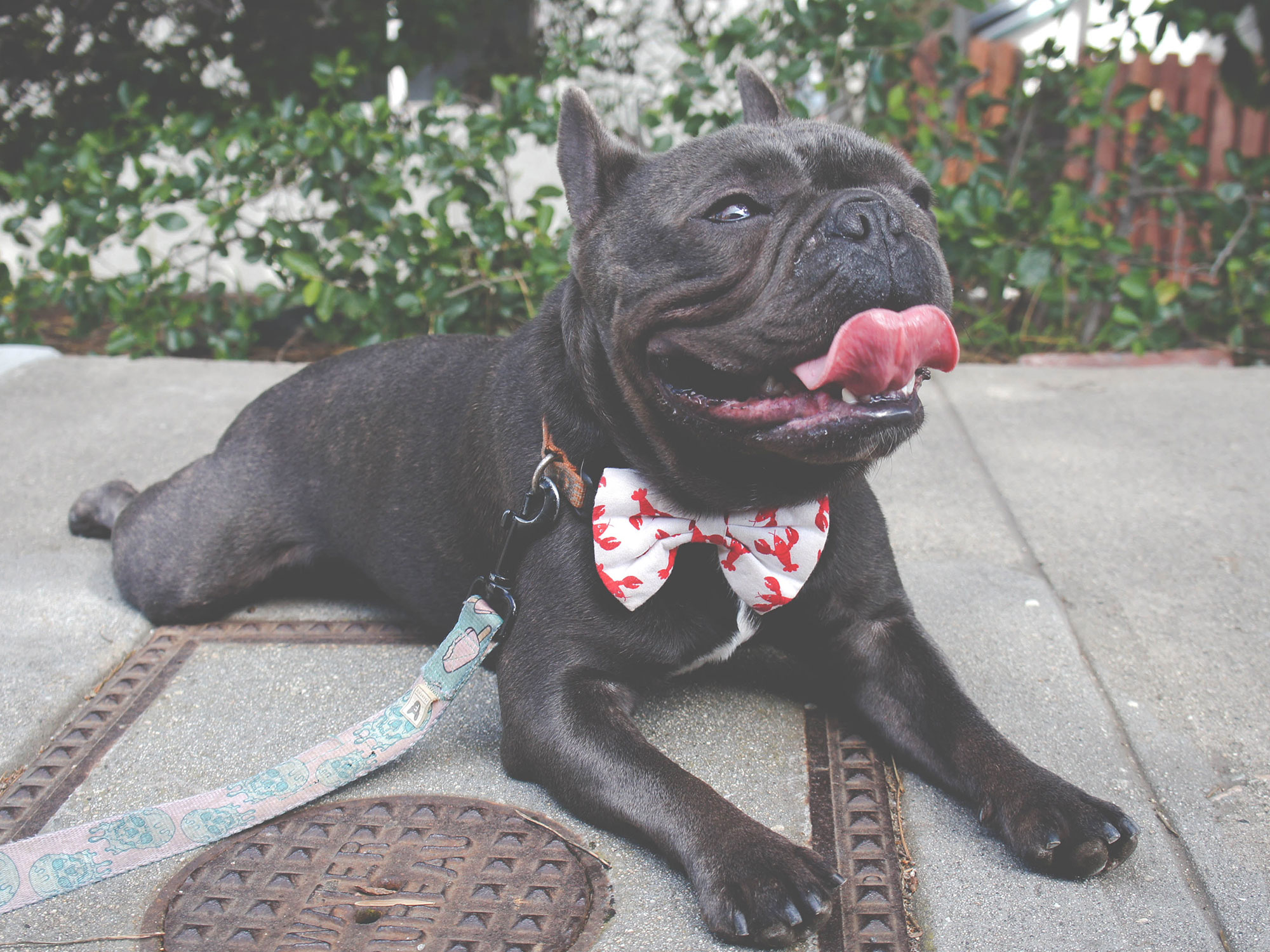 Dog with bow tie laying on concrete